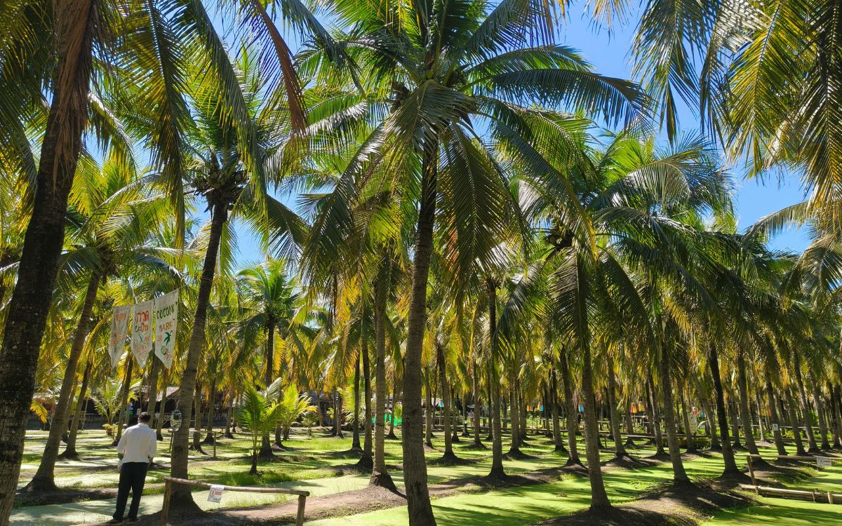 Palm Tree Trimming: Why Proper Maintenance Matters in South Florida