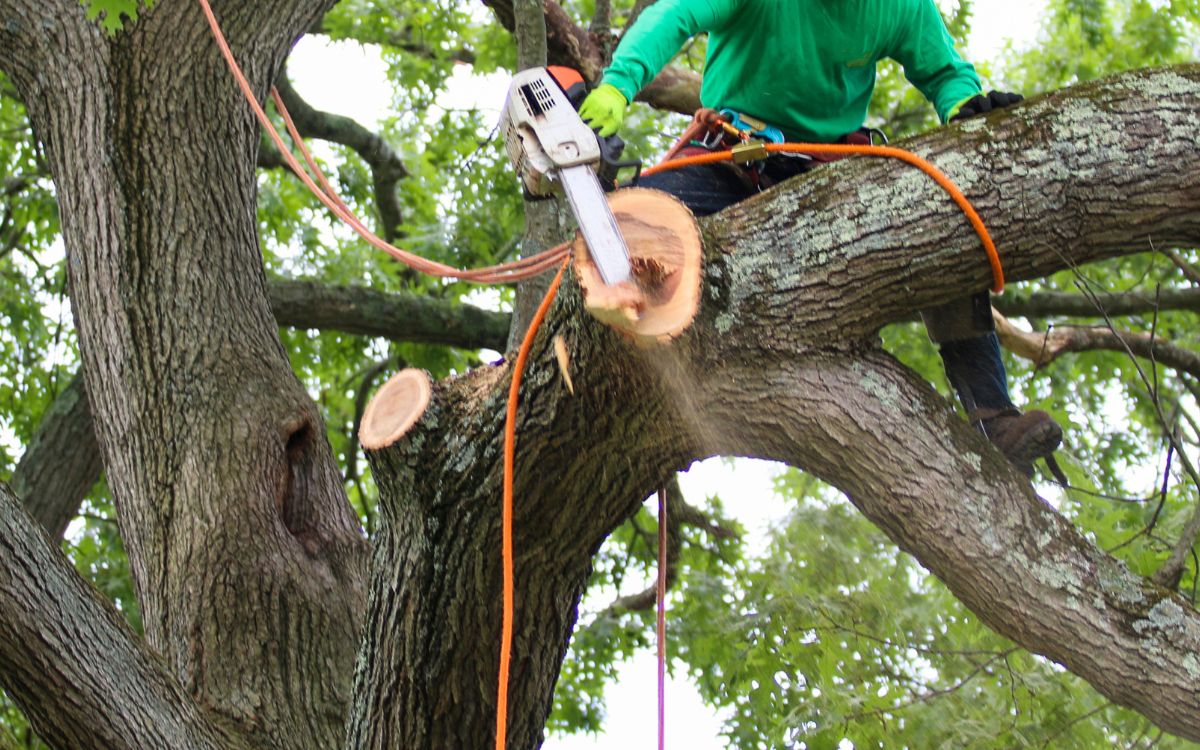 When Is Tree Removal Necessary? Protecting Your Property and Family